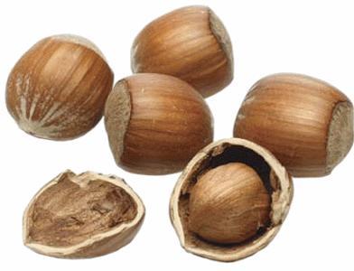 2.2. Morfologija Plod je orašica, i nalazi se na vrhu letorasta. Orašica je izgraďena od spoljnog omotača kupule, koja prekriva ljusku u kojoj se nalazi seme. Seme se naziva jezgra.