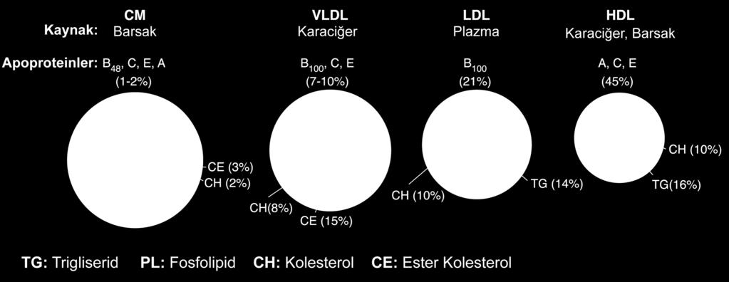 Lipoproteinler TG (%87) TG