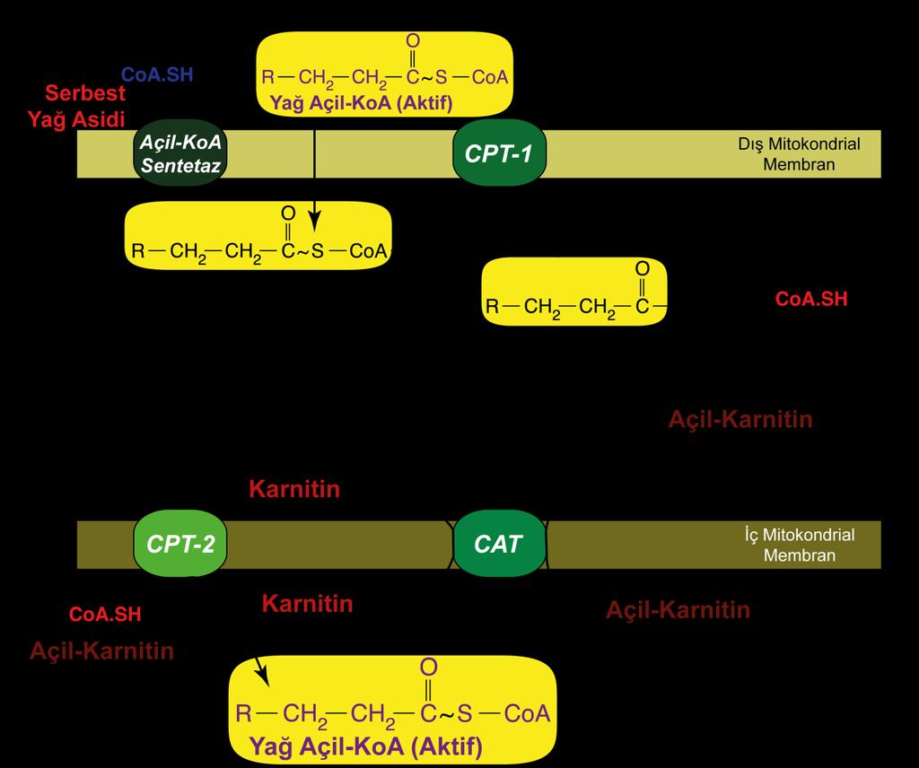 Karnitin Mekik Sistemi