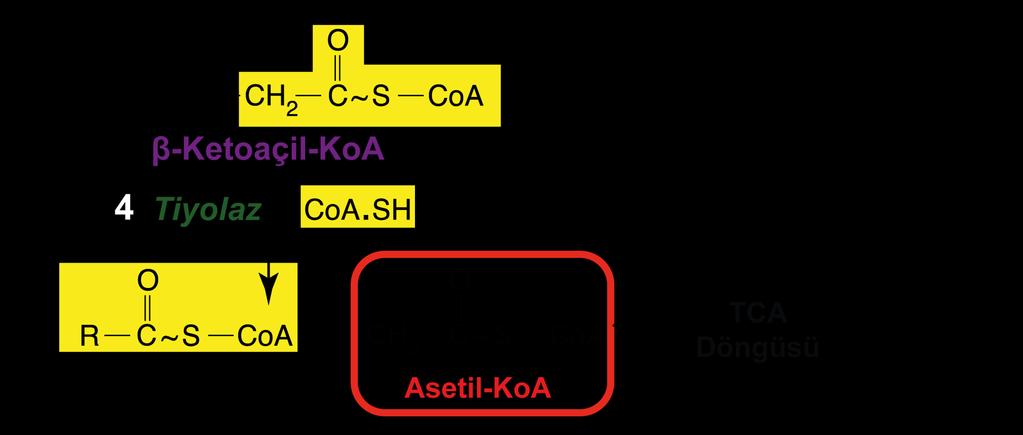 Kaynak: Engelgink, 2014 Elde edilen asetil-koa lar yeniden yağ asidi sentezinde ve steroid
