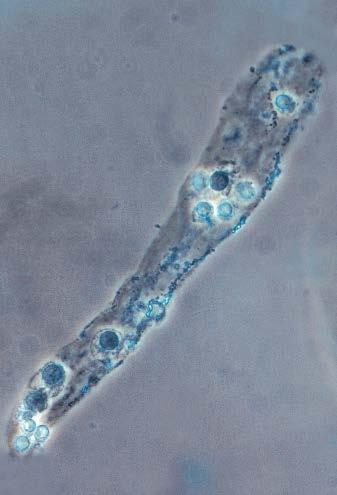 Epitel hücresi