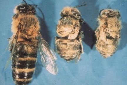 Parazit, arı üzerinde beslenirken virusu hemolenften alır ve başka bir arı üzerinde beslenirken de nakleder.