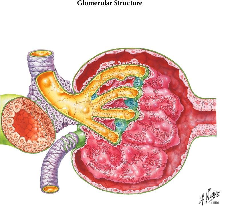 Glomerül Modifiye kapiller ağ EriĢkinde her iki