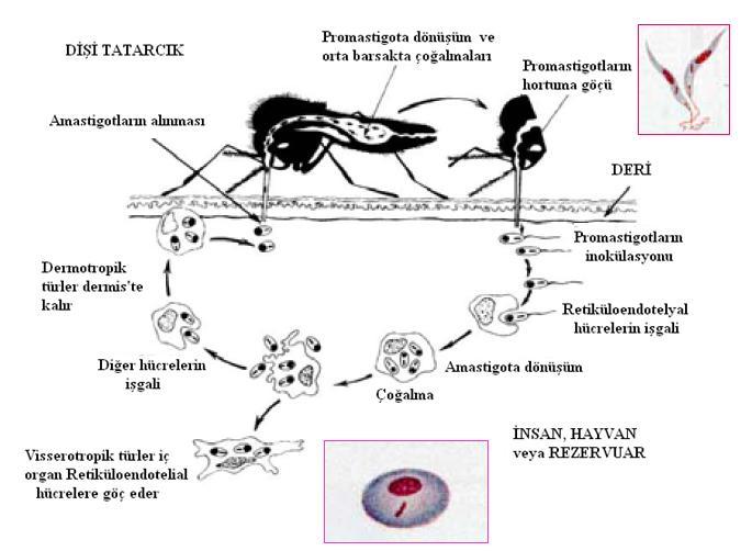 [Leishmaniasis Tedavisi, Antimon Bileşikleri] Phlebotomus veya Lutzomyia cinsi kum sinekleri leishmaniasisli omurgalı konaktan kan emerken içinde parazit bulunan makrofajları da alırlar (İça 2004;