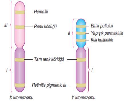 - X kromozomunun homolog olmayan kısmında (III) taşınan özellikler dişide iki, erkekte ise tek gen ile belirlenir.
