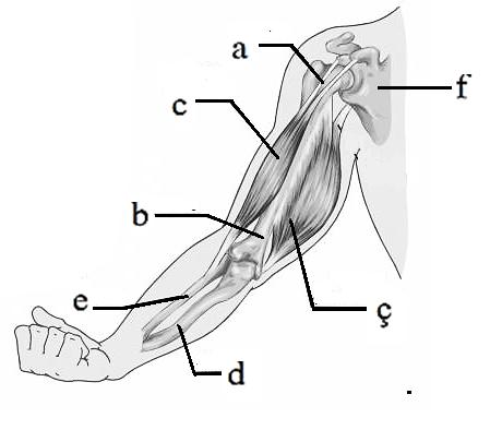 16 den 21 ye olan sorular resim 1 ile ilgilidir 16. Resimdeki F harfi ile hangisi gösterilmiştir: A. Dirsek kemiği B. Ön kol (cüce) kemiği C. Kürek kemiği D. Köprücük kemiği (1p) 18.