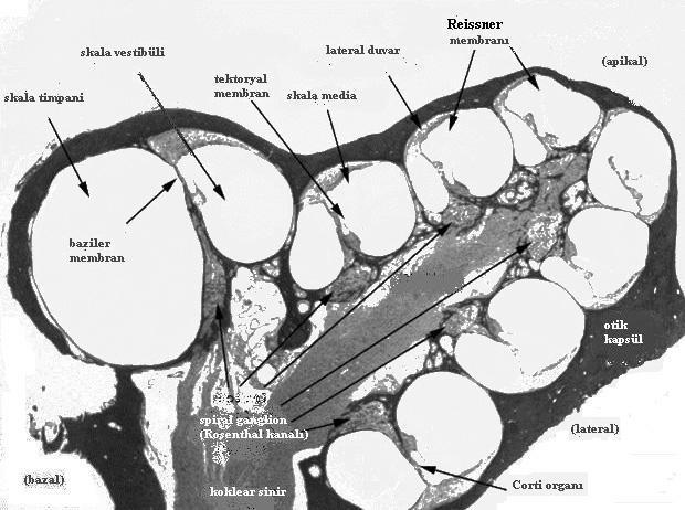 3- Koklea: İç kulağın ön tarafında bulunan ve şekil olarak salyangozu andıran kemik bir tüptür. Modiolus, canalis spiralis cochlea ve lamina spiralis ossea dan meydana gelir.