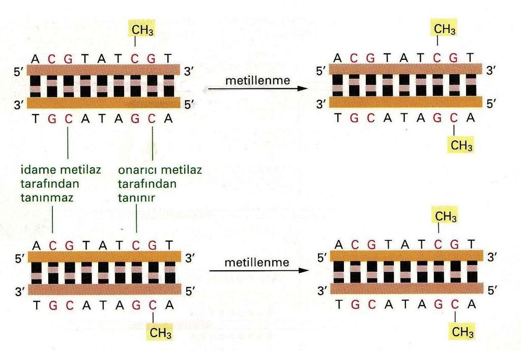 DNA metilasyon