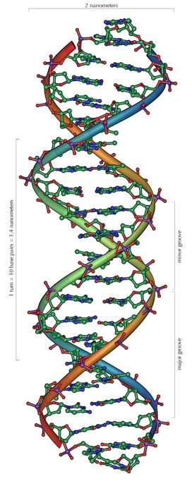 1990 ortalarında Holliday, metillenmiş sitozine (Me-C) atıfta bulunup, DNA da sadece 4 değil, en