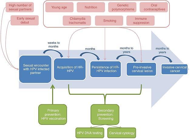 HPV HPV karsinogenezisi için HPV persistansı gereklidir. Persistans ise normal enfeksiyon siklusunun 2 standart deviyasyonuyla ölçülmektedir. Persistans için en önemli faktör ise HPV tipidir.