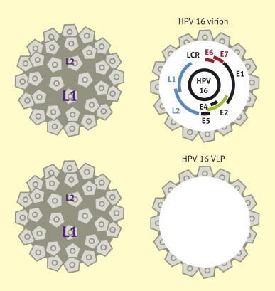 HPV Tüm kanserlerin yaklaşık %5 inin nedeni Serviks kanserleri dışında anogenital kanserler (vulva, penis, anüs) ve orofarigeal kanserlerinin de önemli bir nedeni Çoğunlukla HPV enfeksiyonları