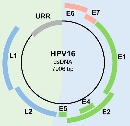 HPV genomu HPV nin tüm tipleri benzer genom yapısı ve organizasyonuna sahiptir. 8 kb lik çift sarmalı DNA üç bölüme ayrılır.