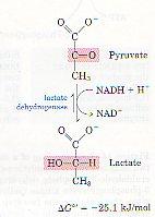 Laktat dehidrogenaz (LDH) 1 LDH, anaerobik glikolizin son enzimi olup pirüvatın laktata dönüşümünü
