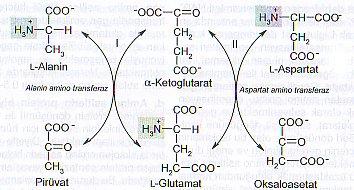 Transaminazlar 1 Transaminazlar, amino asitlerle keto asitlerin birbirine dönüşümünü katalizleyen enzimlerdir.