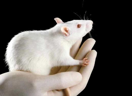 İlaç Çalışmaları In vitro & Hayvan