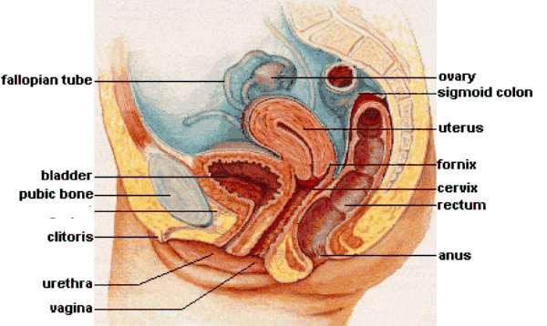 Ovarium un yüzleri (facies medialis & lateralis) Facies lateralis Fossa ovarica yı örten