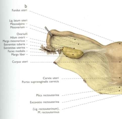 Ovarium un kenarları (margo liber &margo mesovaricus) Margo mesovaricus Lig.