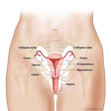 İç genital organlar (Organa genitalia