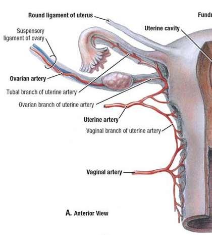Ovarium un damar desteği: Arterleri: Birincil olarak aorta abdominalis in dalları olan a. ovarica lar tarafından beslenirler. Lig.