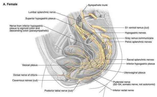 İnnervasyonu: Plexus hypogastricus inferior ve plexus ovaricus tan gelir.