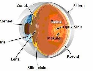 Göz kabaca üç kısımdan oluşmaktadır. Gözün kısımları Şekil 2.3 de gösterilmektedir. a. DıĢ Kısım: Kornea, skelera, limbus b. Orta Kısım: İris, korpus siliare, koroid c.