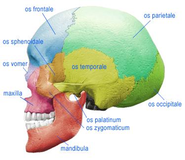 OS PALATİNUM Maxilla nın arkasında, os sphenoidale nin ise ön-altında yerleşmiş küçük bir kemiktir.
