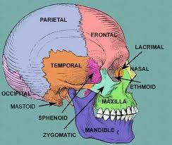 Arcus Zygomaticum Processus Zygomaticus Processus Temporalis OS TEMPORALE Şakak kemiği olarak isimlendirilir. Kafatasının yan taraflarında bulunur.