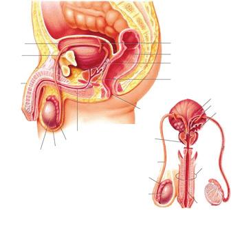 İNSANDA ÜREME SİSTEMİ 1) Erkek Üreme Sistemi: Erkeklerde sperm yapım yeri testislerdeki semiifer tüpçüklerdir. ¾ Semiifer tüpçüklerii duvarıı sertoli destek hücreleri ve germ hücreleri döşer.