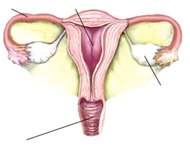 ( kicil e ey karakterler) Geri bildirim Testostero DİŞİ ÜREME SİSTEMİ ¾ Yumurta yapım yeri ovaryum ¾ Yumurtaı döllemesi içi atıldığı yer fallopi tüpü ¾