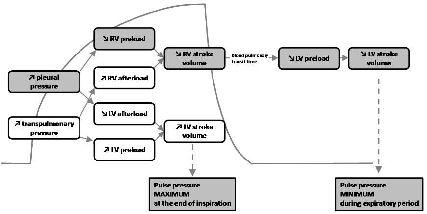 Kalp Akciğer Etkileşimi Plevral Basınç RV preload RV afterload RV-SV Kanın Pulmoner Geçiş Dönemi LV preload LV -SV Transpulmoner Basınç