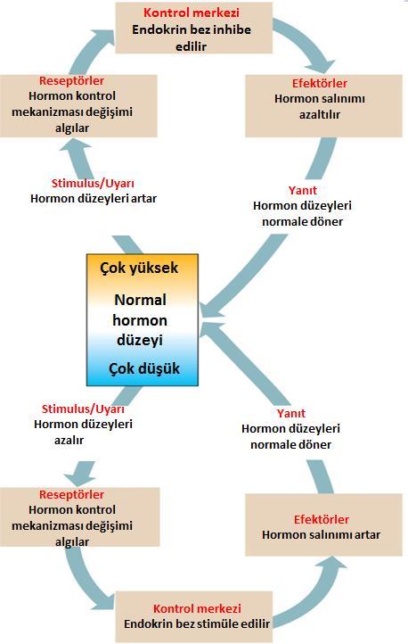 Hormon Salgısının Kontrolü engellenir Negatif geri bildirim,