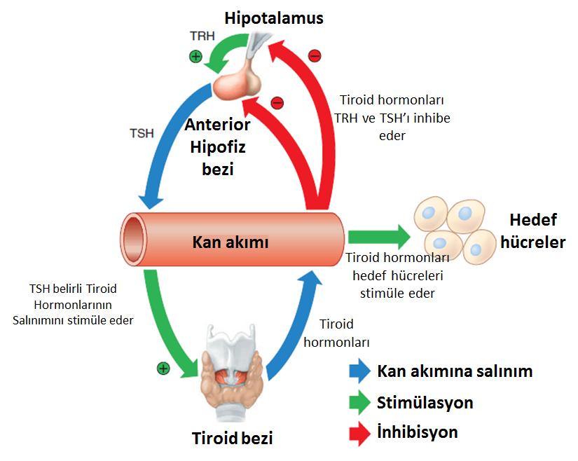 Hipotalamus- Tiroid bezi kontrolleri Ön