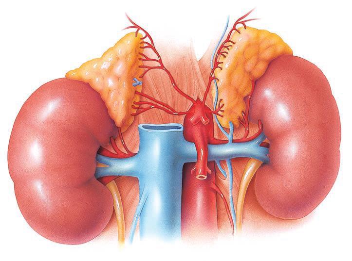 Adrenal Bezler Adrenal bezler, böbreklerin