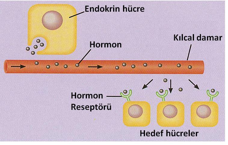 Endokrin organ, kan akımı, hormon, hedef hücre etkileşimi Hormonlar, sadece