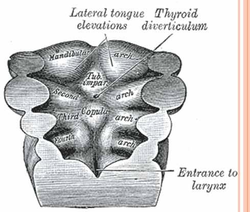 Embriyolojik dönemde Tiroid bezi 4.