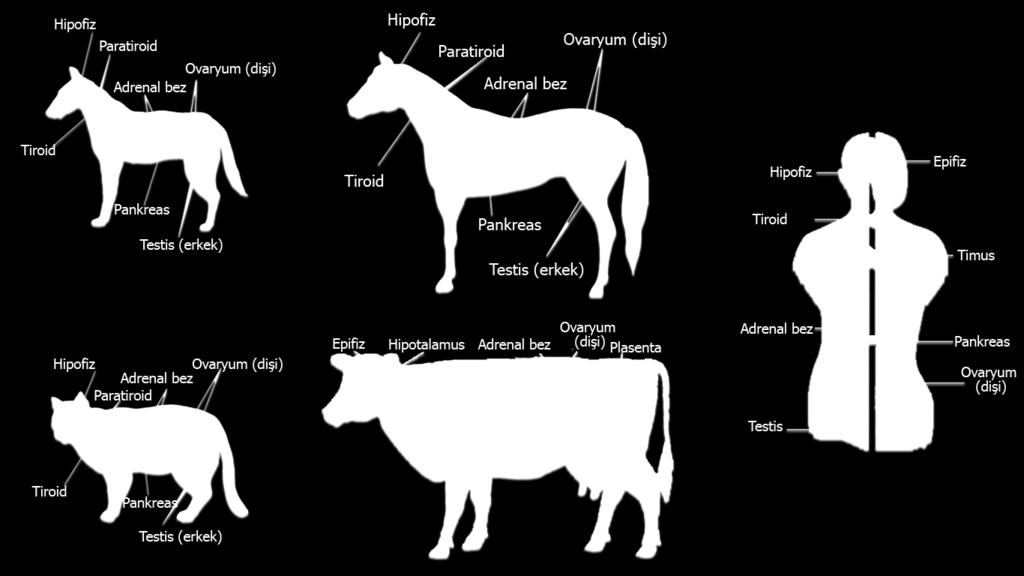 Endokrin Sistem Görsel Kaynakları: