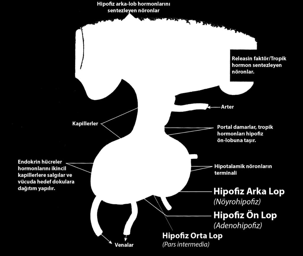 Hipofiz Ön Lop (Adenohipofiz) Hormonları Bu loptan çok sayıda önemli hormon salgılanır.