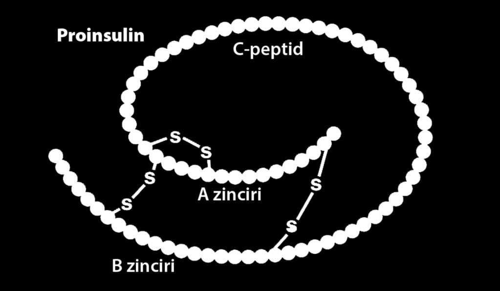 zinciri ve 31 amino asitli C-peptid zincirinden