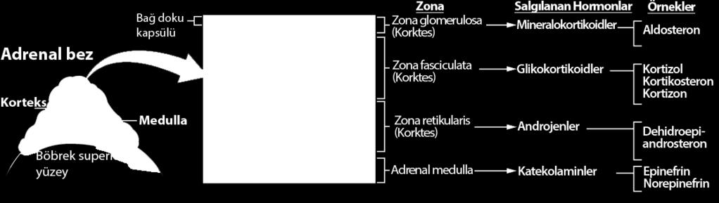 Glandula suprarenalis / Adrenal Bez Gelişim, fonksiyon ve morfoloji