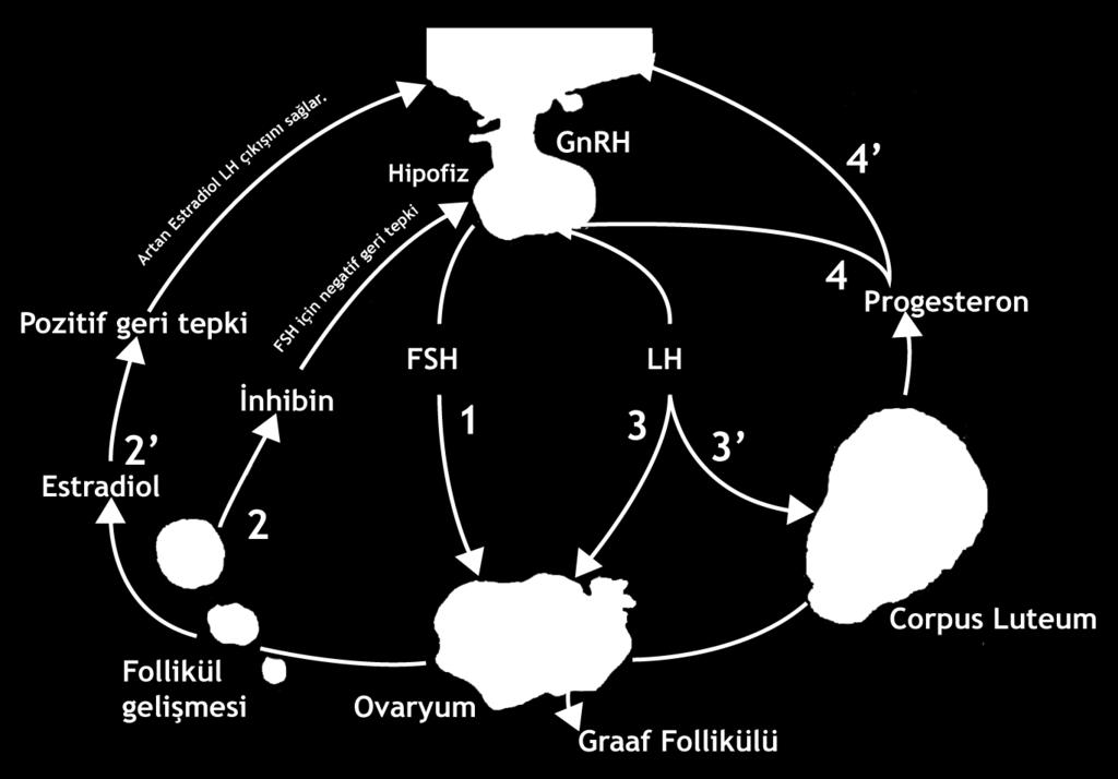 Ovaryum Hormonları