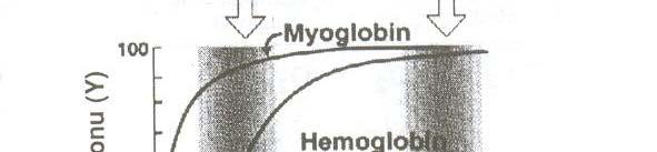 Oksijen dissosiasyon eğrisi Farklı parsiyel oksijen basınçlarında (po 2 ) ölçülen Y lerin Ylerin grafiğine oksijen dissosiasyon eğrisi