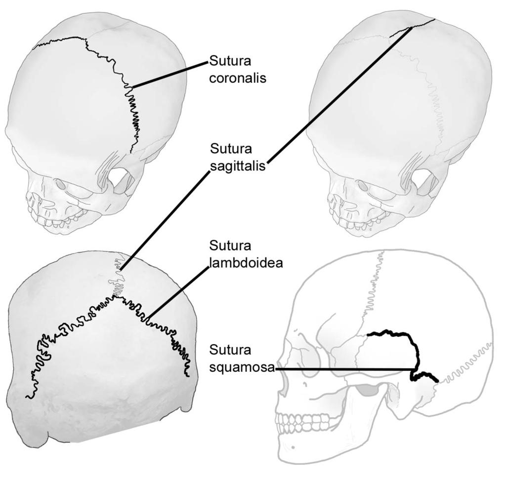 4 Articulatio temporomandibularis (mandibula eklemi, alt çene kemiği eklemi); articulatio bicondylaris tipi eklemdir. Oynar eklemdir.