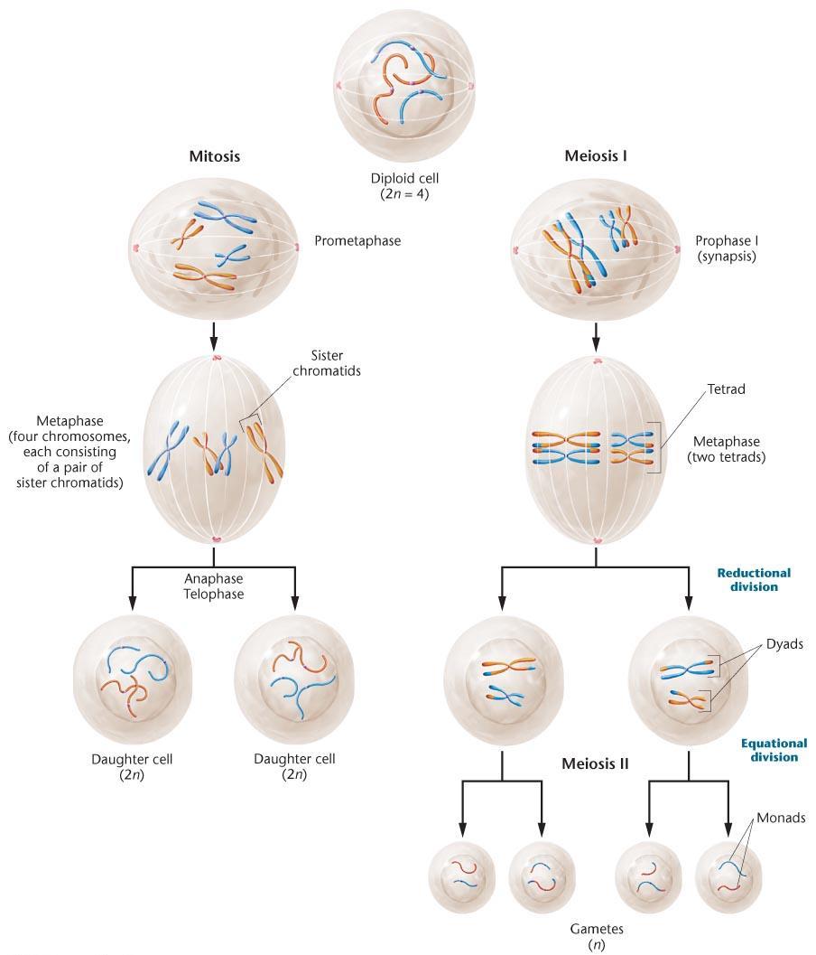 Mitoz Diploid hücre 2n=4 Mayoz I Prometafaz Profaz I (sinaps) Metafaz (4 kromozom her birinde 1 çift kardeş kromatit Kardeş kromatitler Tetrad Metafaz (2