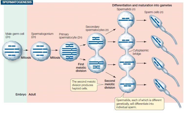 Spermatogenez Farklılaşma ve olgunlaşma Spermatid (n) Sperm (n) Sperm ana hücresi (2n) Spermatogonyum (2n)