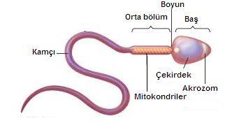 EŞEYLİ ÜREME Sperm Akrozom sindirim enzimleri içeren bir keseciktir. Yumurta hücresinin zarını eritmekte görev alır.