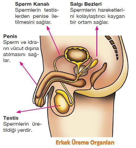 ÜREME SİSTEMİ-İnsan Erkek üreme sistemi A. Testis: Birincil üreme organı Sperm üretimi Çoğu memelide vücut dışındadır Spermatogenezin ideal sıcaklığı vücut sıcaklığının altındadır. B. Seminifer tübülleri: Spermatogenez gerçekleşir C.