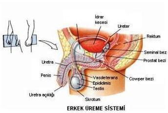 ÜREME SİSTEMİ-İnsan F. Salgı bezleri: Sperm semen sıvısı ile birlikte bulunur.