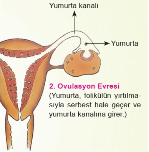 ÜREME SİSTEMİ-İnsan ii.