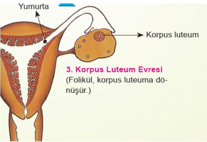 ÜREME SİSTEMİ-İnsan iii. Korpus luteum evresi Ovulasyonun ardından folikül içine yağ damlacıkları dolar ve sarı cisim (korpus luteum) oluşur.