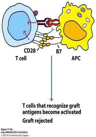 T hücreleri ve ASH arasındaki etkileşim Hücre Yüzey molekülleri B7 CD40 CD28 CD11a/CD18 İntersellüler adezyon